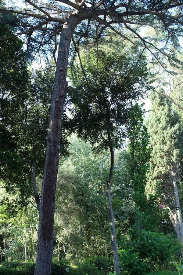 Suite A Villa D'Orri ซาร์ร็อค ภายนอก รูปภาพ